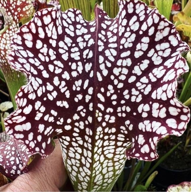 TS1 T-ShirtOne of Spacial Sarracenia pattern