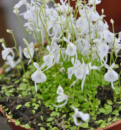 UB001 Utricularia .sandersonii Bladderwort Small