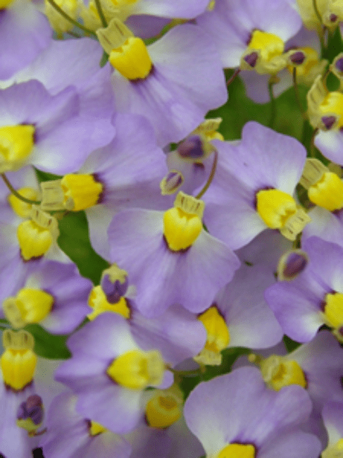 UB003 Utricularia bisquamata 'Bettys bay ' Bladderwort
