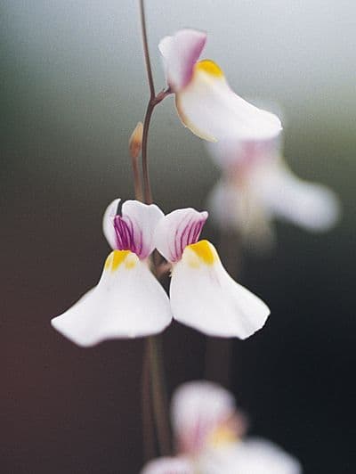 U.blanchettii white flower