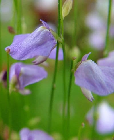 UB008 Utricularia lateriflora