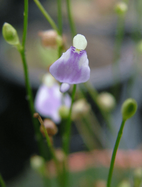 Utricularia arenaria