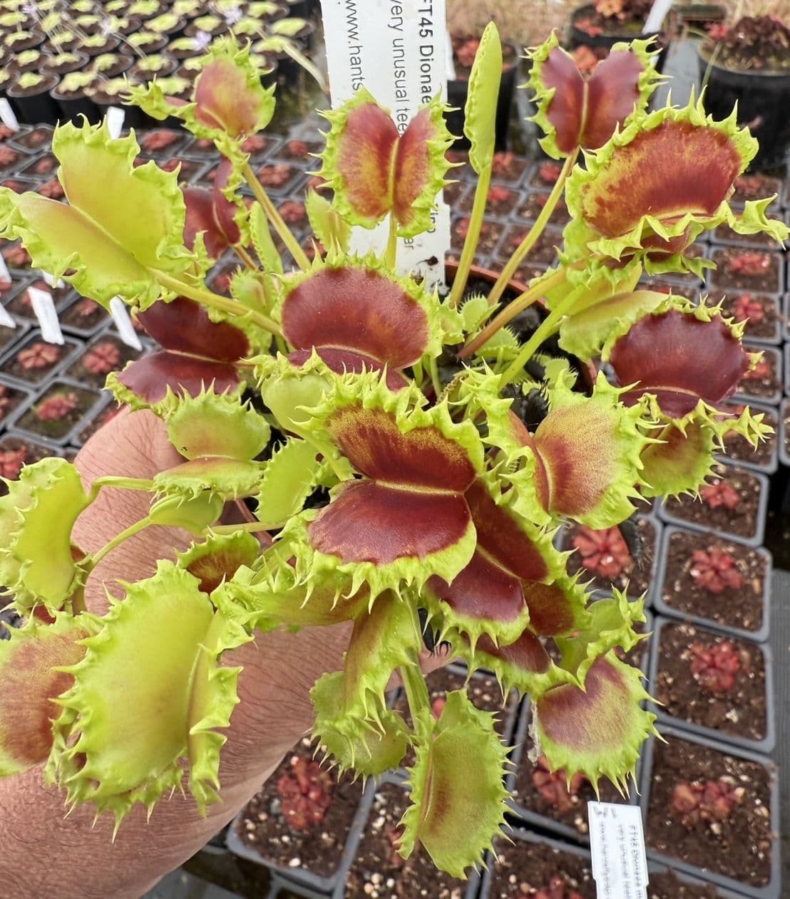 W2 FT45 Dionaea muscipula Zipp