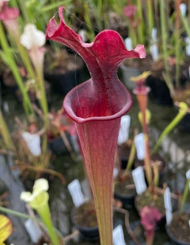 ヘチャン　ポラロイド X1 HC212 Sarracenia x moorei