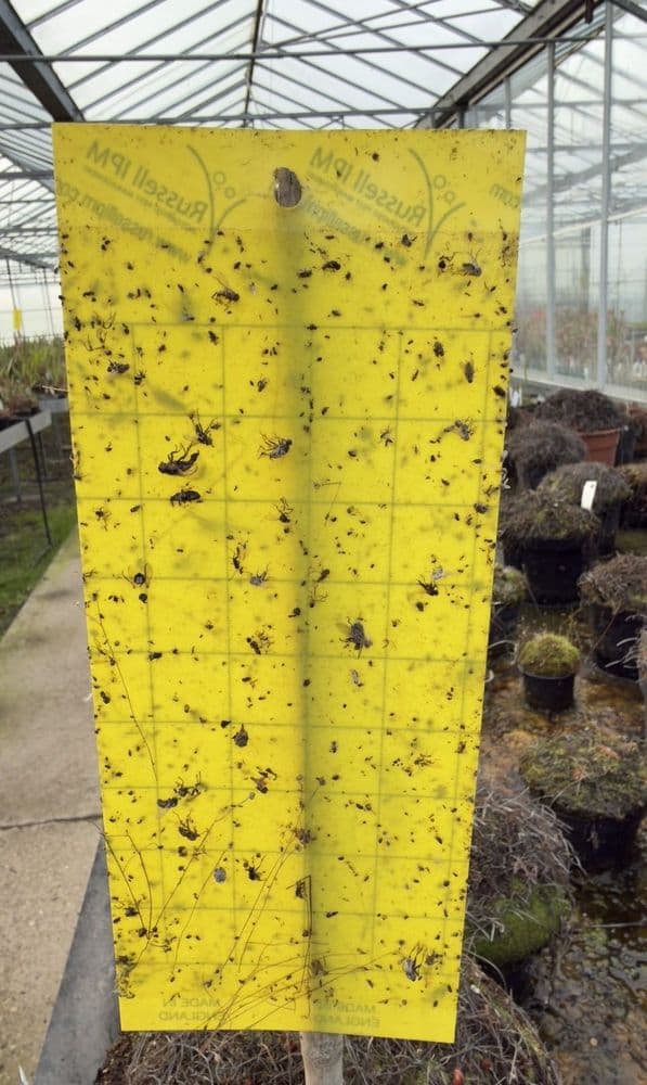 YP1 Easy stick trapits