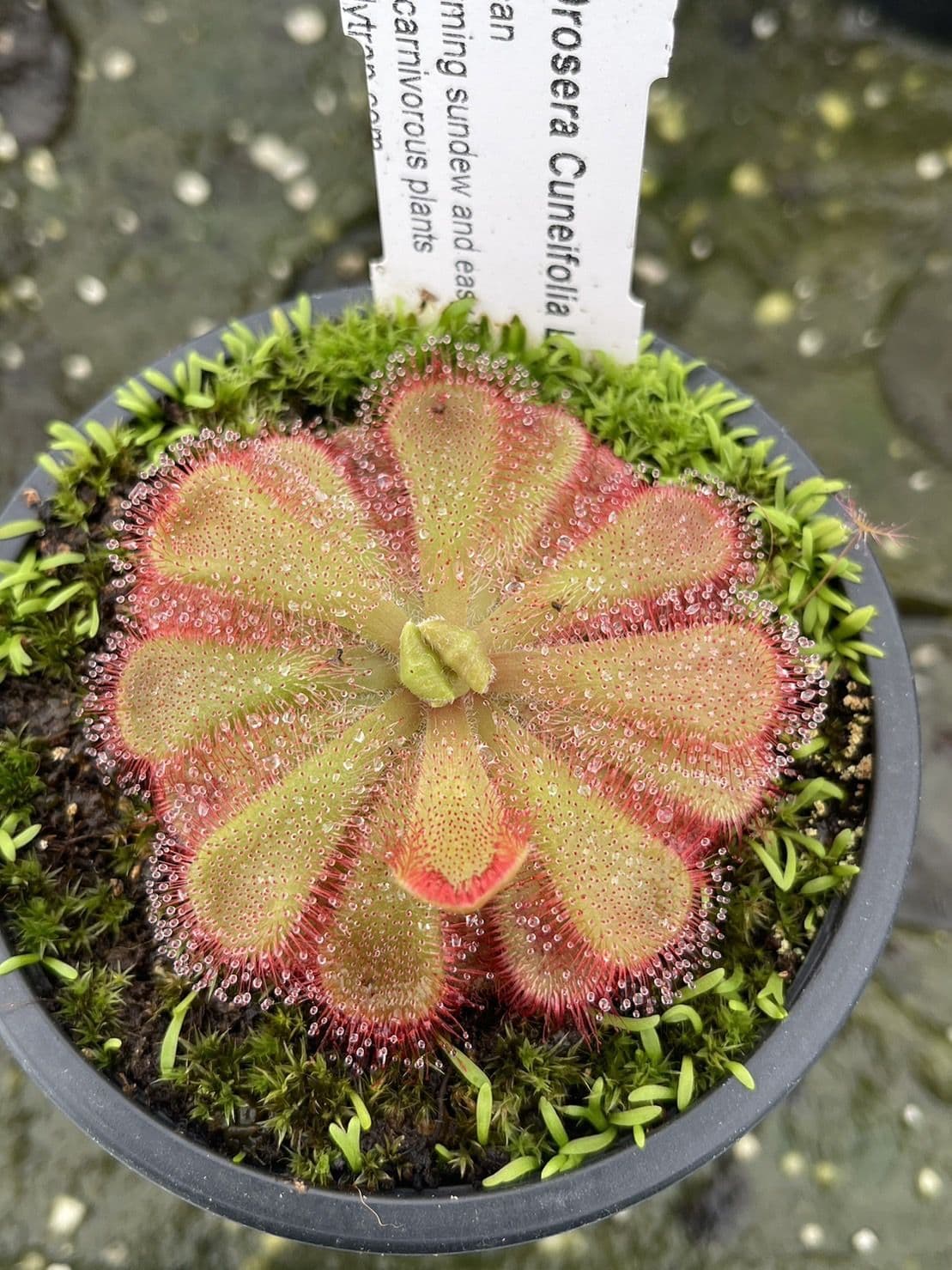 Z10 Drosera Cuneifolia Large Form