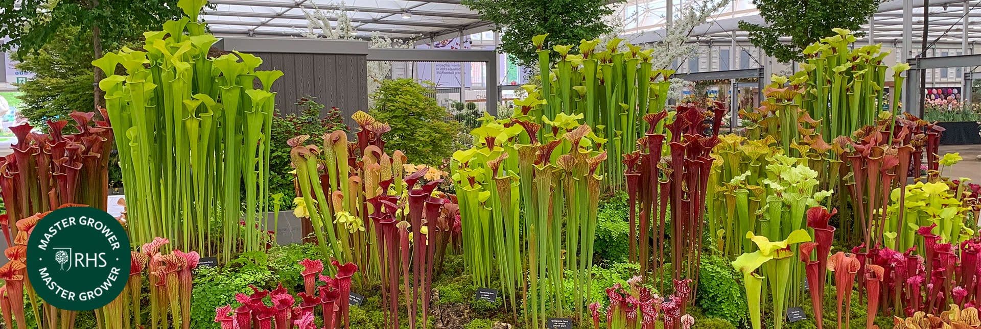 UK's largest range of carnivorous plants