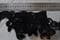 BO107 Beaded scallop Edged Trim, black, 17 cm wide, per meter