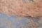 COR8819 Corded lace, 145 cm wide, coral, per meter