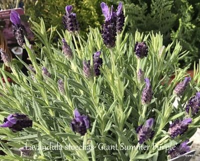 A   Lavender