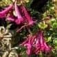 Abelia floribunda  3L
