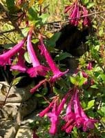 Abelia floribunda  3L