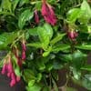 Abelia floribunda  3L
