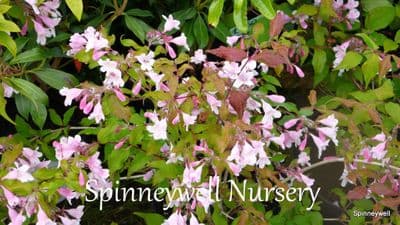 Abelia grandiflora 7.5L