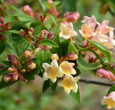 Abelia 'Sunny Charm'  coming soon