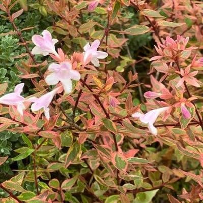 Abelia 'Sunshine Daydream'  2L