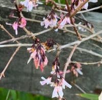 Abeliophyllum distichum Roseum  3L 45-60cmms