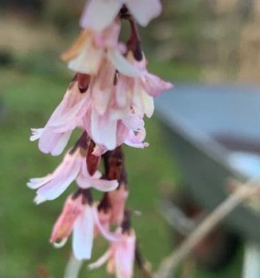 Abeliophyllum distichum Roseum  3L 45-60cmms