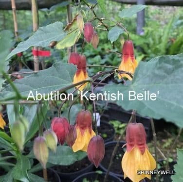 Abutilon 'Kentish Belle'   1L