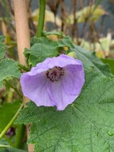 Abutilon Suntense