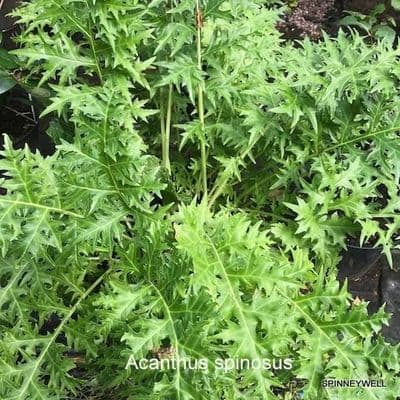Acanthus spinosus (Bear's Breeches) 30L LAST ONE