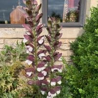 Acanthus spinosus (Bear's Breeches) 3L
