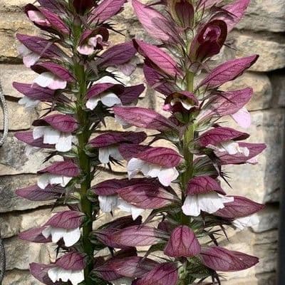 Acanthus spinosus (Bear's Breeches) 3L