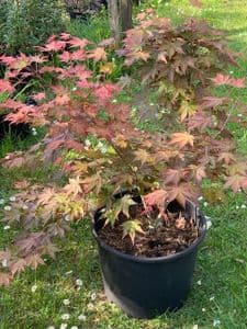 Acer palmatum 'Brown Sugar'  7.5L