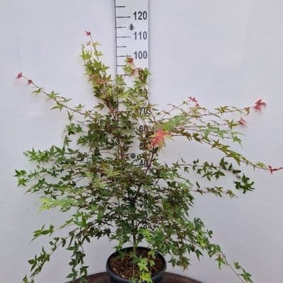 Acer palmatum 'Deshojo'  10L