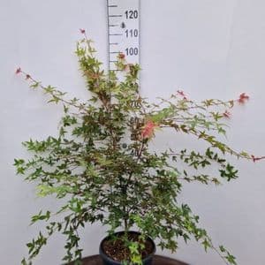 Acer palmatum 'Deshojo'  5L  60-80cms