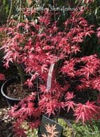 Acer palmatum 'Deshojo'  5L  60-80cms  READY JUNE 26