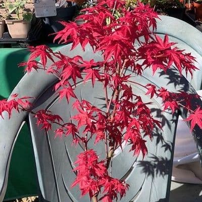 Acer palmatum 'Deshojo'  5L  60-80cms  READY JUNE 26