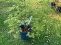 Acer palmatum Dissectum  5L