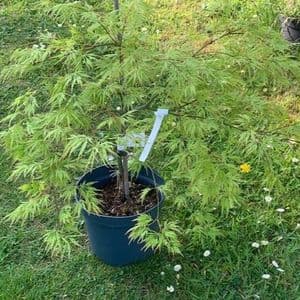 Acer palmatum Dissectum  5L