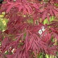 Acer palmatum 'Garnet'   15L  OUT OF STOCK TEMP.