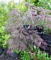 Acer palmatum 'Garnet'   15L  OUT OF STOCK TEMP.