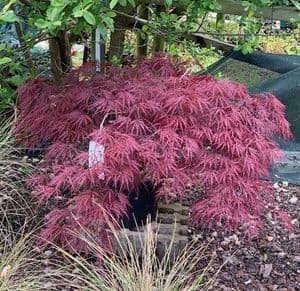 Acer palmatum 'Garnet'   15L  OUT OF STOCK TEMP.