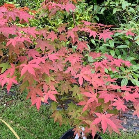 Acer palmatum  'Osakazuki'  20L  100-120cms