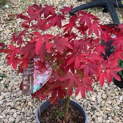 Acer palmatum  'Osakazuki'  5L  60-80cms