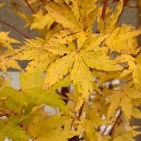 Acer palmatum 'Sangokaku'  100-125cm  15L