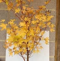 Acer palmatum 'Sangokaku'  100-125cm  15L