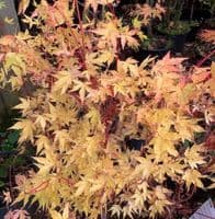 Acer palmatum 'Sangokaku'  100-125cm  15L