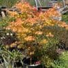 Acer palmatum 'Sangokaku'  100-125cm  15L