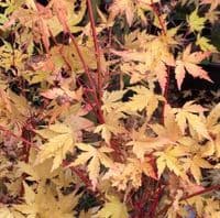 Acer palmatum 'Sangokaku'  50cm pompom  7.5L SOLD OUT