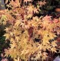 Acer palmatum 'Sangokaku'  50cm pompom  7.5L SOLD OUT