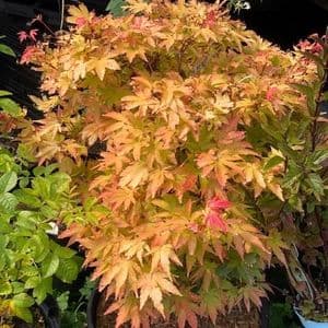 Acer palmatum 'Sangokaku'  50cm pompom  7.5L SOLD OUT