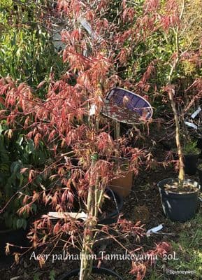 Acer palmatum 'Tamukeyama'  20L    SOLD OUT