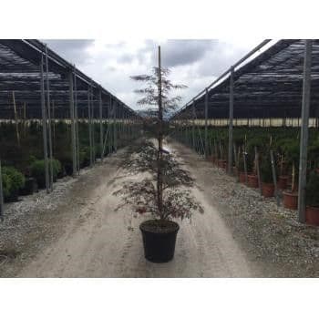 Acer palmatum 'Tamukeyama' feathered 2m+ 30L