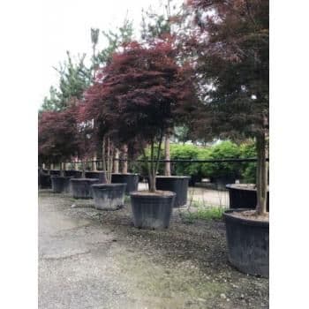 Acer palmatum 'Tamukeyama' feathered 2m+ 30L