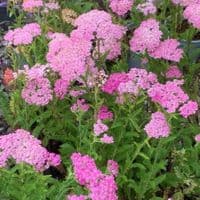 Achillea 'Cerise Queen'   1L